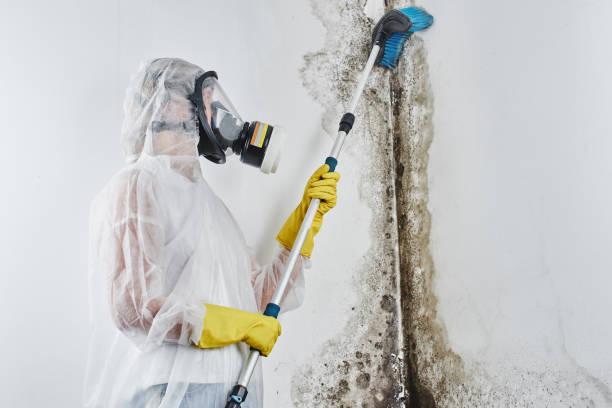 Why You Should Choose Our Mold Remediation Services in Dyer, TN